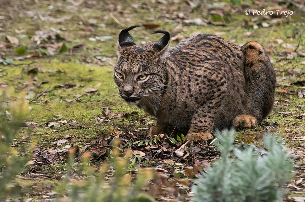 Lince iberico (Lynx pardinus)